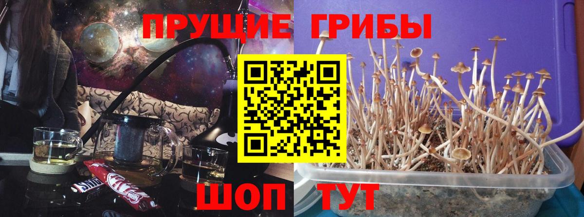 Уварово  Галлюциногенные грибы Psilocybine cubensis  Вход с VPN 
